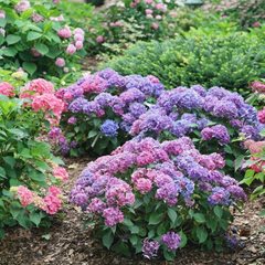 Let's Dance Lovable Hydrangea, Hydrangea Macrophylla
Proven Winners
Sycamore, IL