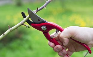 Rose, Pruning, Shears, Secateurs
Dreamstime

