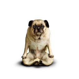 功夫狗在线观看,在线观看，领略中华武术风采